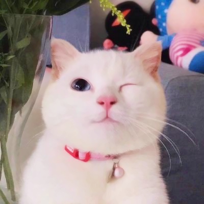 超清萌猫图片头像