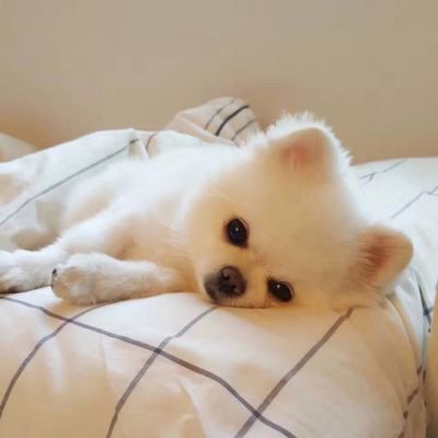 可爱狗狗萌宠图片头像