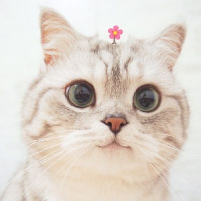 可爱调皮猫头微信头像图片