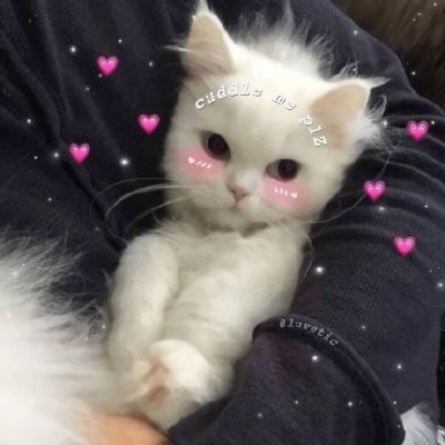 超清萌猫图片头像