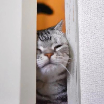 超清萌猫图片头像