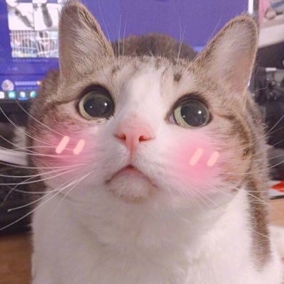 可爱调皮猫头微信头像图片