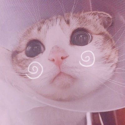 可爱调皮猫头微信头像图片