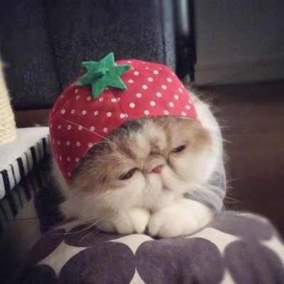 超清萌猫图片头像