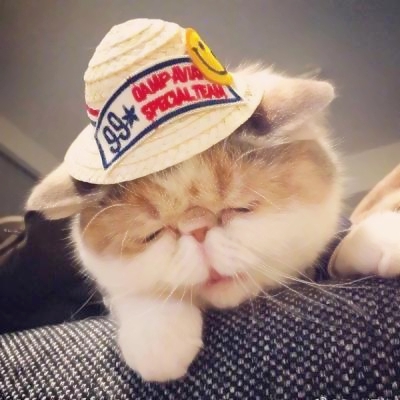 超清萌猫图片头像