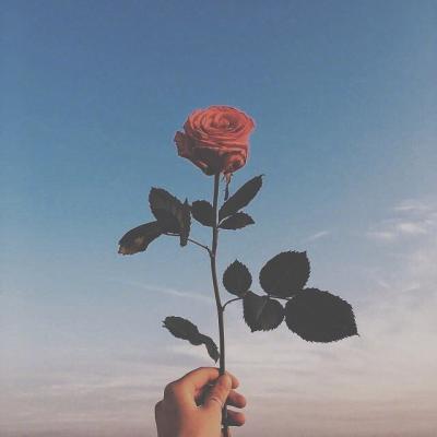 唯美简约小清新静物风景头像图片
