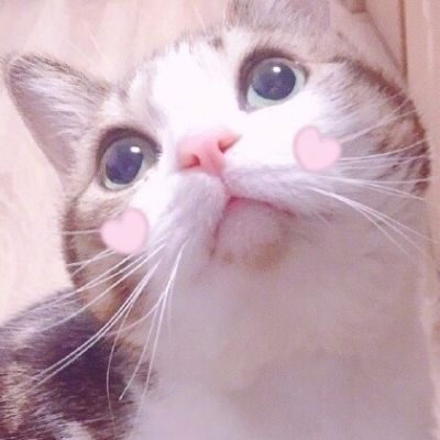 可爱调皮猫头微信头像图片