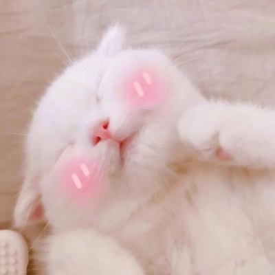 超清萌猫图片头像