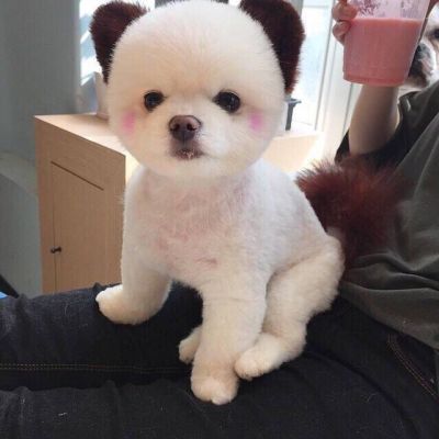 可爱狗狗萌宠图片头像