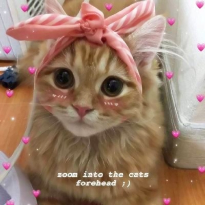 超清萌猫图片头像