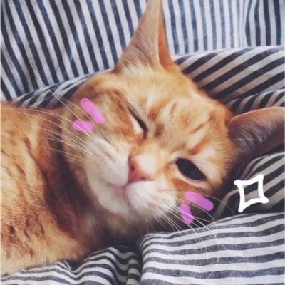 超清萌猫图片头像