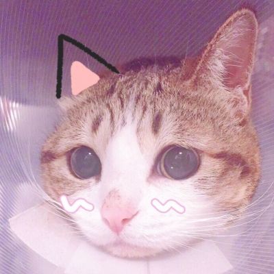 可爱调皮猫头微信头像图片