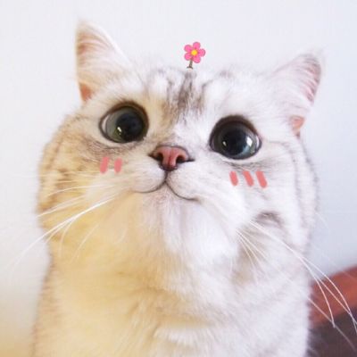 可爱调皮猫头微信头像图片