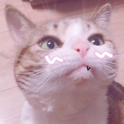 可爱调皮猫头微信头像图片