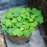 微信头像幸运草清新