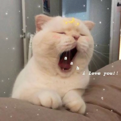 超清萌猫图片头像