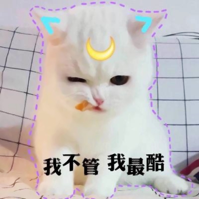 超清萌猫图片头像