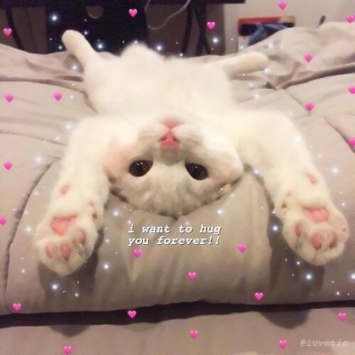 超清萌猫图片头像