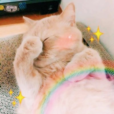 超清萌猫图片头像