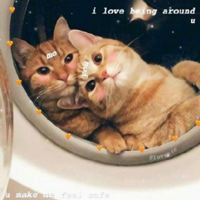 超清萌猫图片头像