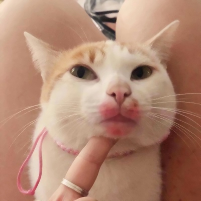治愈系可爱猫咪情头