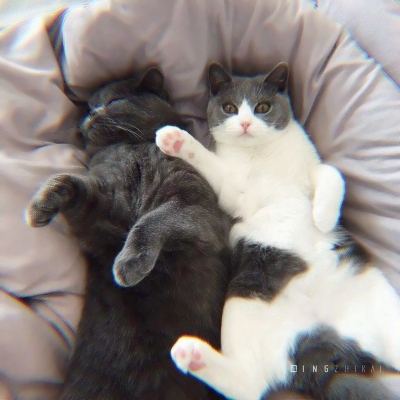 治愈系可爱猫咪情头