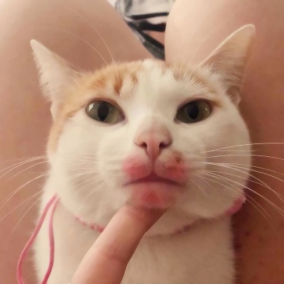 治愈系可爱猫咪情头