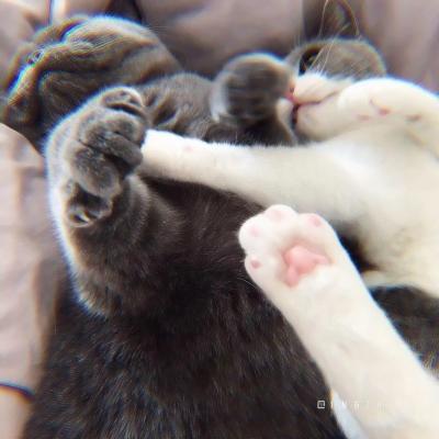 治愈系可爱猫咪情头