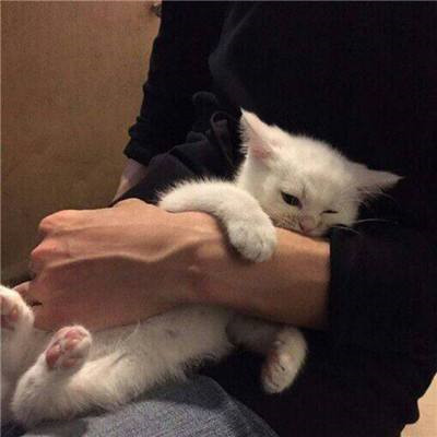 qq头像男生抱着猫帅气图片