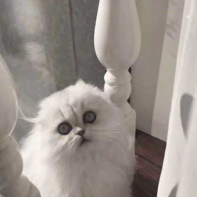 治愈系可爱猫咪情头