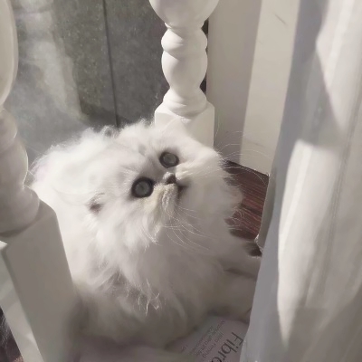 治愈系可爱猫咪情头