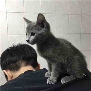 男生的头像抱小猫咪