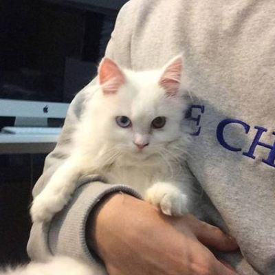 qq头像男生抱着猫帅气图片