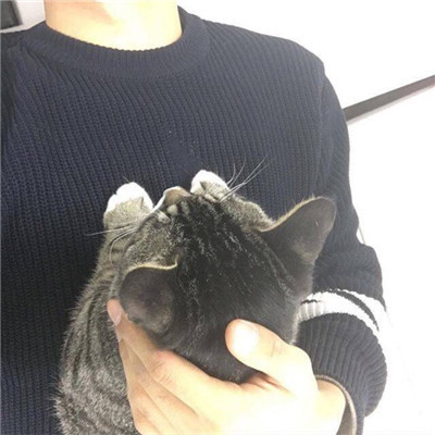 qq头像男生抱着猫帅气图片