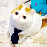 可爱加菲猫真猫头像图片