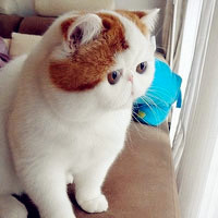 可爱加菲猫真猫头像图片