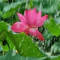 微信荷花唯美清新头像