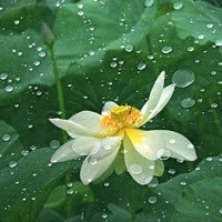 微信荷花唯美清新头像