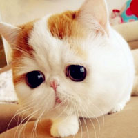 可爱加菲猫真猫头像图片