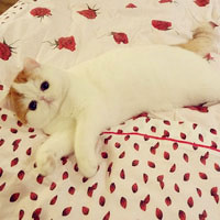 可爱加菲猫真猫头像图片