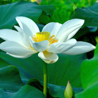 微信荷花唯美清新头像