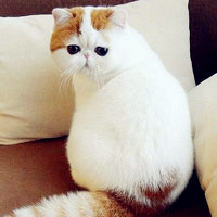 可爱加菲猫真猫头像图片