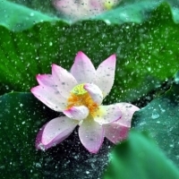 微信荷花唯美清新头像