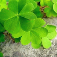 唯美清纯四叶草微信头像