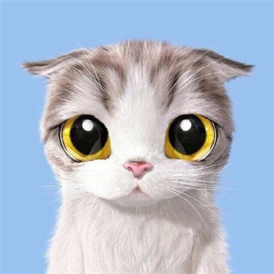 超可爱的猫情侣头像图片