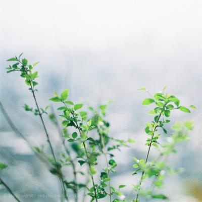 唯美头像小清新风景