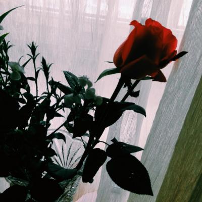 适合做头像的淡雅花朵图片
