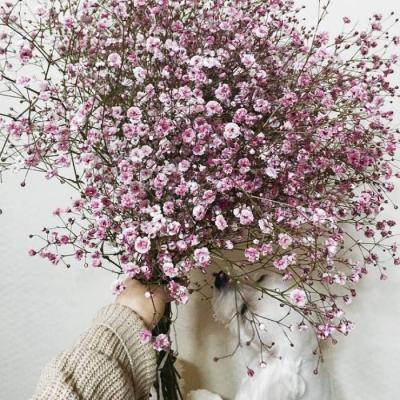 适合做头像的淡雅花朵图片