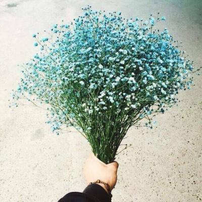 适合做头像的淡雅花朵图片