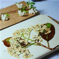 微信好看的头像风景图片